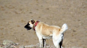 安納托利亞牧羊犬怎么護(hù)理 安納托利亞牧羊犬護(hù)理方法