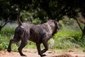 加納利犬怎么自制狗糧 西班牙加納利犬自制狗糧配方介紹