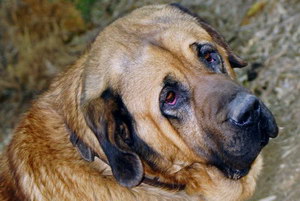 馬士提夫犬牙齒怎么清潔 馬士提夫獒犬口腔護(hù)理方法