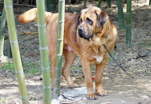 馬士提夫犬耳朵怎么清潔 馬士提夫獒犬耳朵護(hù)理方法