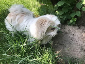 拉薩犬怎么洗澡 拉薩犬洗澡方法及注意事項(xiàng)