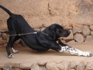 波音達(dá)獵犬耳朵怎么清潔 波音達(dá)獵犬耳朵護(hù)理流程