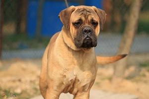 斗牛獒犬怎么護(hù)理 斗牛獒犬日常護(hù)理方法