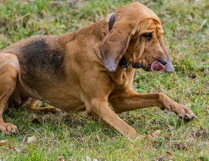 尋血獵犬耳朵怎么清潔 尋血獵犬耳朵護(hù)理方法