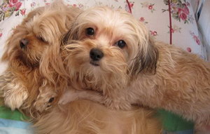 拉薩犬耳朵怎么清潔 拉薩犬耳朵護(hù)理方法