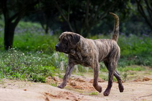 加納利幼犬玩具怎么選 西班牙加納利犬玩具選擇推薦