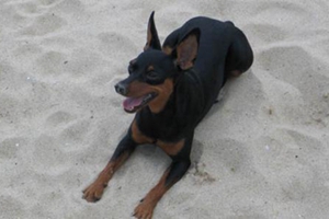 德國(guó)賓莎犬指甲怎么修剪 德國(guó)賓莎犬修剪指甲教程