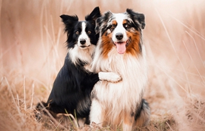 澳大利亞牧羊犬性格怎么樣 澳洲牧羊犬性格特點(diǎn)介紹