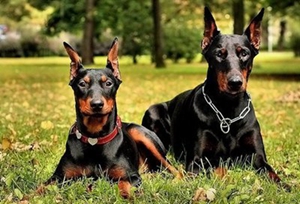 德國賓莎犬怎么養 德國賓莎犬飼養技巧