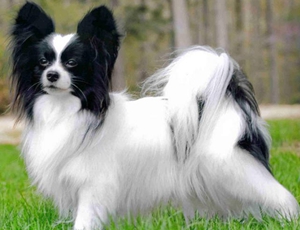 羅秦犬能吃豬肉嗎 豬肉營(yíng)養(yǎng)高