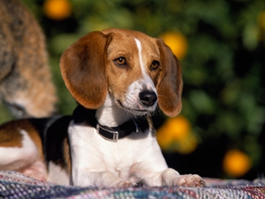 美國獵狐犬如何洗澡 美國獵狐犬洗澡注意事項