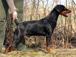德國(guó)賓莎犬性格怎么樣 德國(guó)賓莎犬性格特點(diǎn)介紹