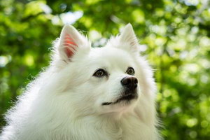 愛斯基摩犬怎么養 美國愛斯基摩犬飼養心得