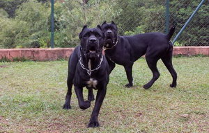 巴西非勒犬怎么養 巴西非勒犬飼養心得分享