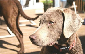 乞沙比克獵犬怎么護毛 毛發護理方法