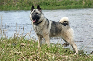 挪威獵鹿犬如何修剪指甲 挪威獵鹿犬指甲修剪方法