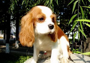 騎士查理王小獵犬怎么養 騎士查理王小獵犬飼養方法及注意