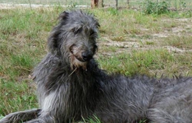 蘇格蘭獵鹿犬毛發怎么護理 毛發日常護理方法