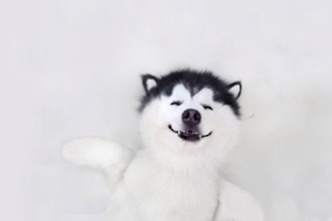 狗狗如何驅蟲