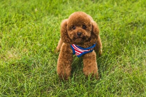 泰迪犬怎么驅蟲