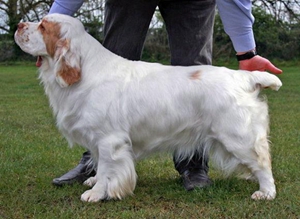 西班牙小獵犬休克怎么辦 西班牙小獵犬休克治療搶救方法