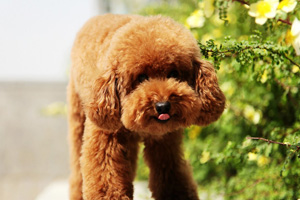 泰迪犬怎么訓練大小便