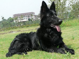 比利時牧羊犬怎么養 比利時牧羊犬飼養護理方法