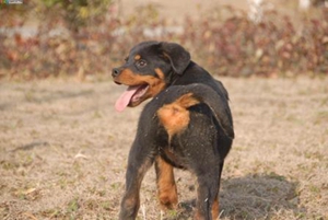 羅威納犬得了牙結石怎么辦 牙結石處理方法