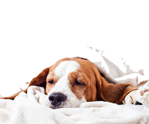 犬蛔蟲(chóng)病治療方法