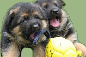 德牧怎么訓(xùn)練不咬人