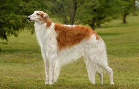 蘇俄獵狼犬吃什么 合理科學喂養蘇俄獵狼犬
