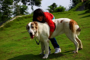 中亞牧羊犬吃什么狗糧好 中亞牧羊犬狗糧選擇推薦