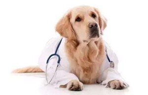犬瘟熱后遺癥有哪些