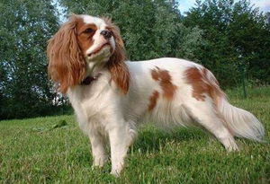 英國玩具獵鷸犬食管梗塞怎么辦