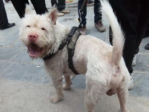 下司犬耳朵怎么清潔 下司犬耳朵清潔護理方法
