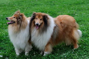蘇格蘭牧羊犬毛發怎么打理 蘇格蘭牧羊犬毛發打理方法