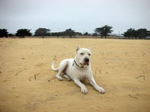 杜高犬怎么護理耳朵 杜高犬耳朵清潔方法