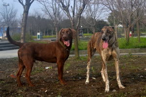 細犬剛出生怎么喂 剛出生的中國細犬喂養護理方法