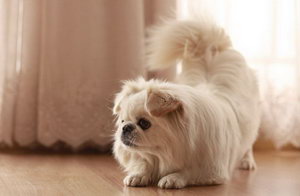 京巴犬吃什么狗糧好 北京犬狗糧選擇推薦