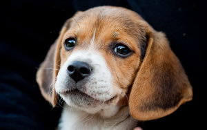 比格犬怎么梳毛 米格魯獵兔犬毛發梳理方法