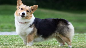 柯基能吃冰的東西嗎 柯基犬能不能吃冰食物