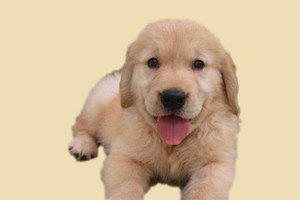 金毛犬什么時候配種