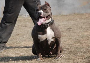 美國(guó)惡霸犬幼犬什么時(shí)候斷奶 惡霸犬幼犬怎么斷奶方法