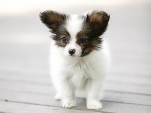 蝴蝶犬不吃狗糧怎么處理 蝴蝶犬不吃狗糧解決方法