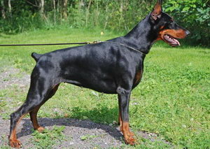杜賓犬怎么美容 德國杜賓犬美容方法