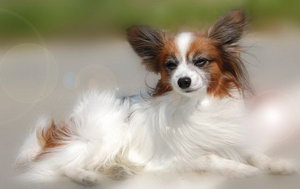 蝴蝶犬什么食物不能吃 蝴蝶犬不能吃的食物介紹