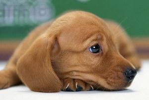 金毛犬掉毛怎么回事 金毛犬掉毛原因及解決方法