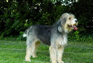 布雷獵犬有牙結石怎么辦 伯瑞犬牙結石預防治療方法