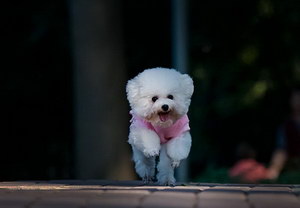 貴賓犬吃什么食物比較好 貴賓犬有益食物介紹