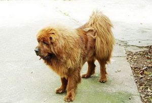藏獒吃什么毛長(zhǎng)的好 藏獒吃什么食物毛發(fā)長(zhǎng)的好